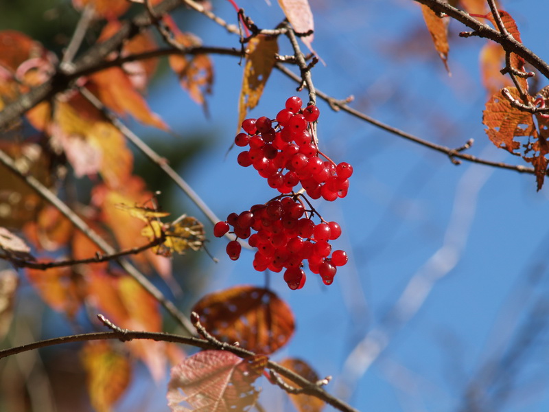 PB078067_调整大小.JPG