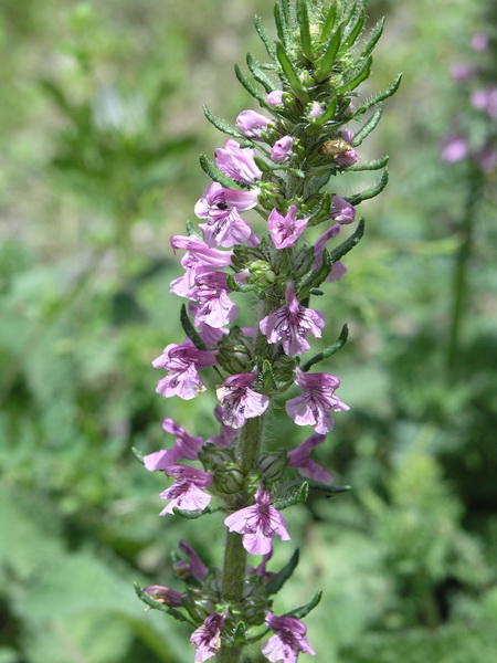 P6088275_调整大小.JPG