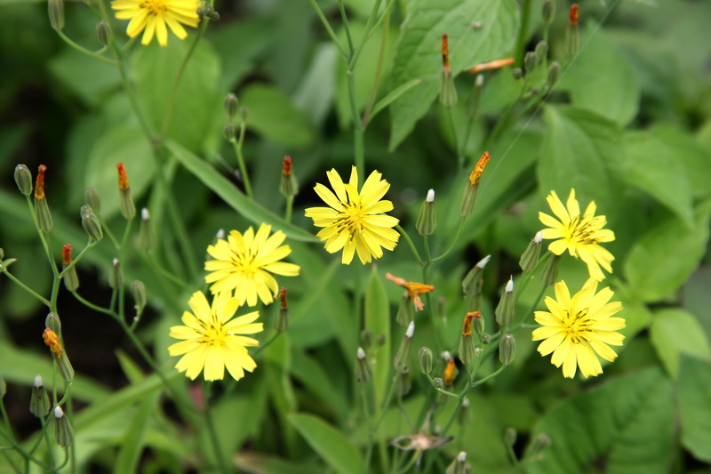 IMG_6526_调整大小.JPG IMG_6526_调整大小.JPG