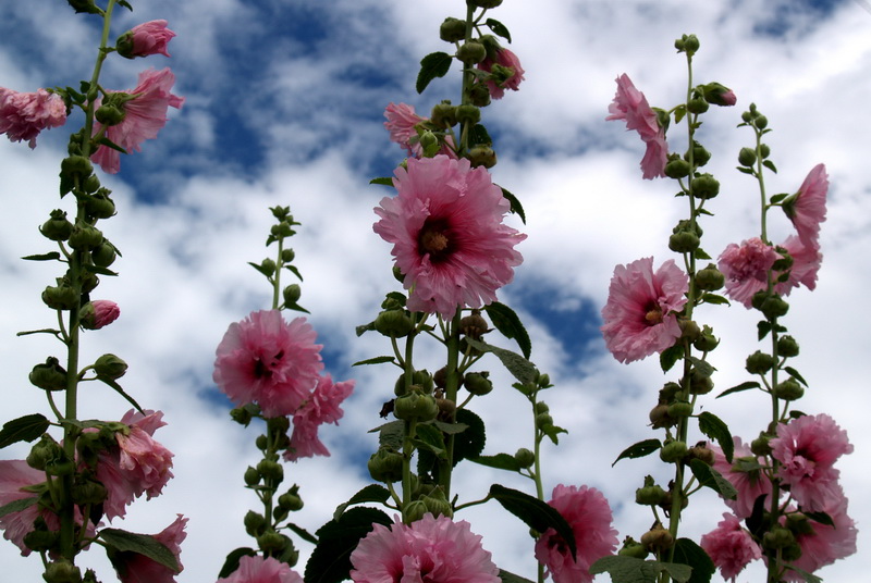 P6244290_调整大小.JPG