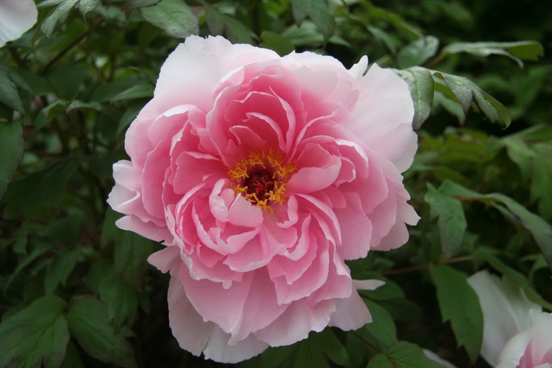 IMG_4934_调整大小.JPG