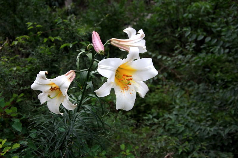 IMG_7342_调整大小.JPG