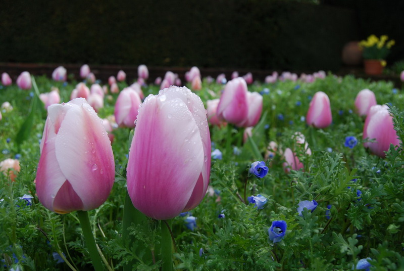 filoli 016_调整大小.jpg