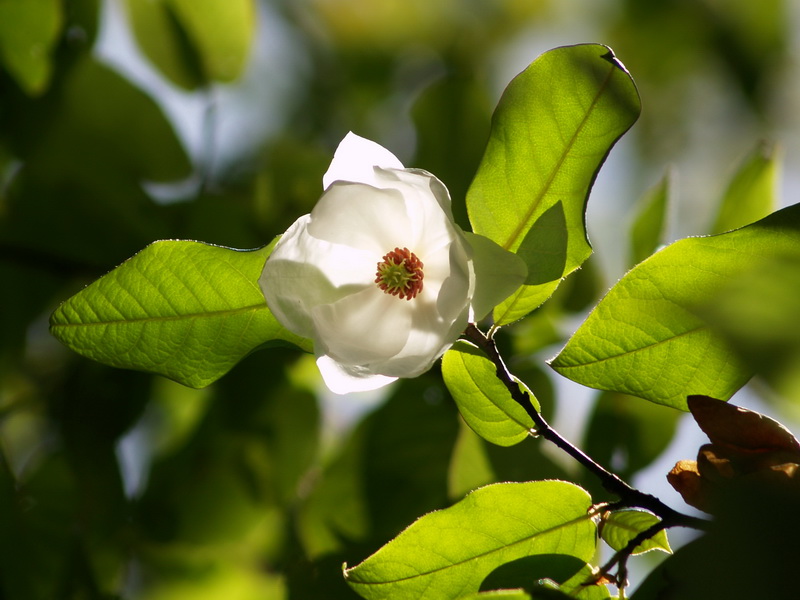 P5200050_调整大小.JPG