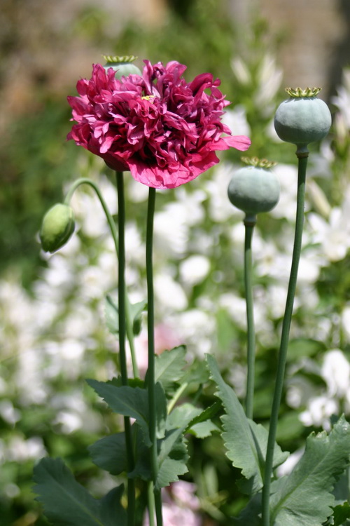 Sudeley Castle exhibitions & garden 058_调整大小.JPG