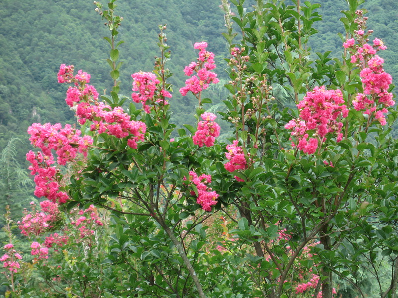 IMG_1688_调整大小.JPG