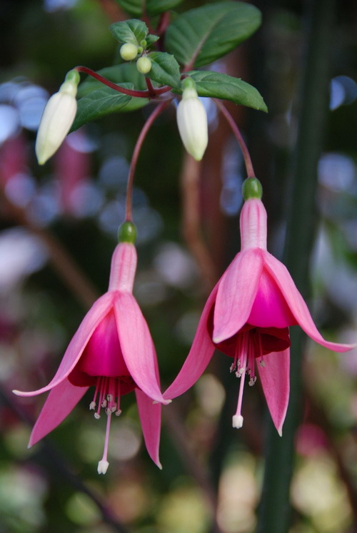 DSC_3408_调整大小.JPG