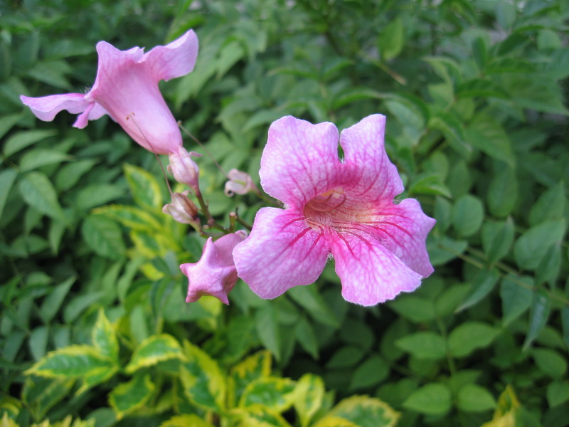 IMG_1913_调整大小.JPG