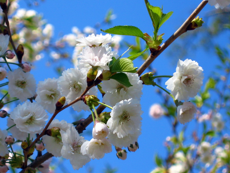20060504-hirosaki002_调整大小.jpg