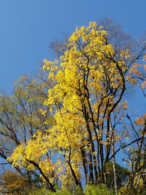 PA255485_调整大小.JPG
