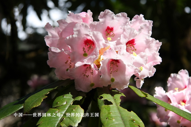 3 中国——世界园林之母、世界的花卉王国_调整大小.jpg