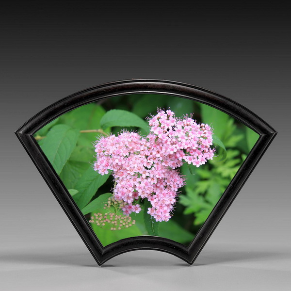 8 渐尖叶粉花绣线菊_调整大小.jpg