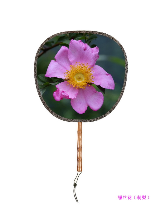 6 缫丝花(刺梨)_调整大小.jpg
