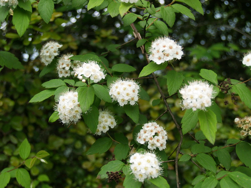 P5310803_调整大小.JPG