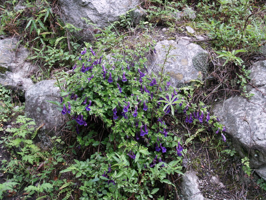 P6079876_调整大小.JPG