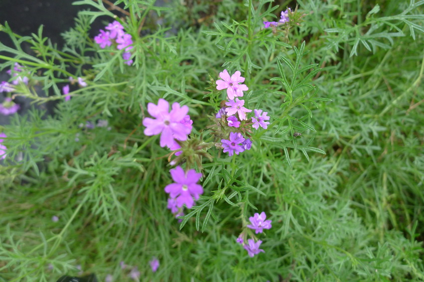 P1020928_调整大小.JPG
