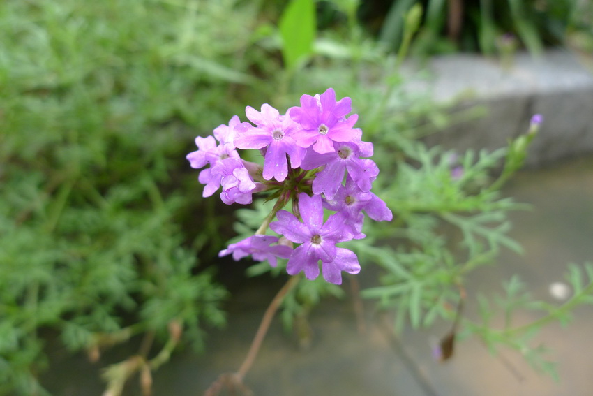P1020927 美女樱_调整大小.JPG