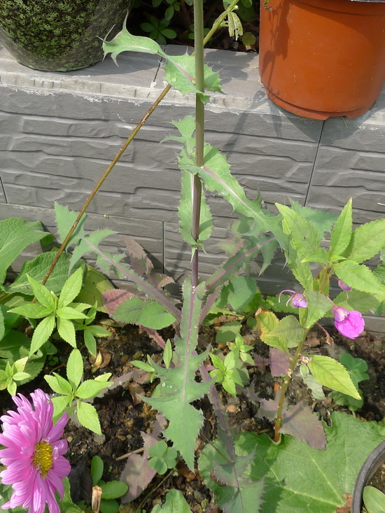 P1050202_调整大小.JPG