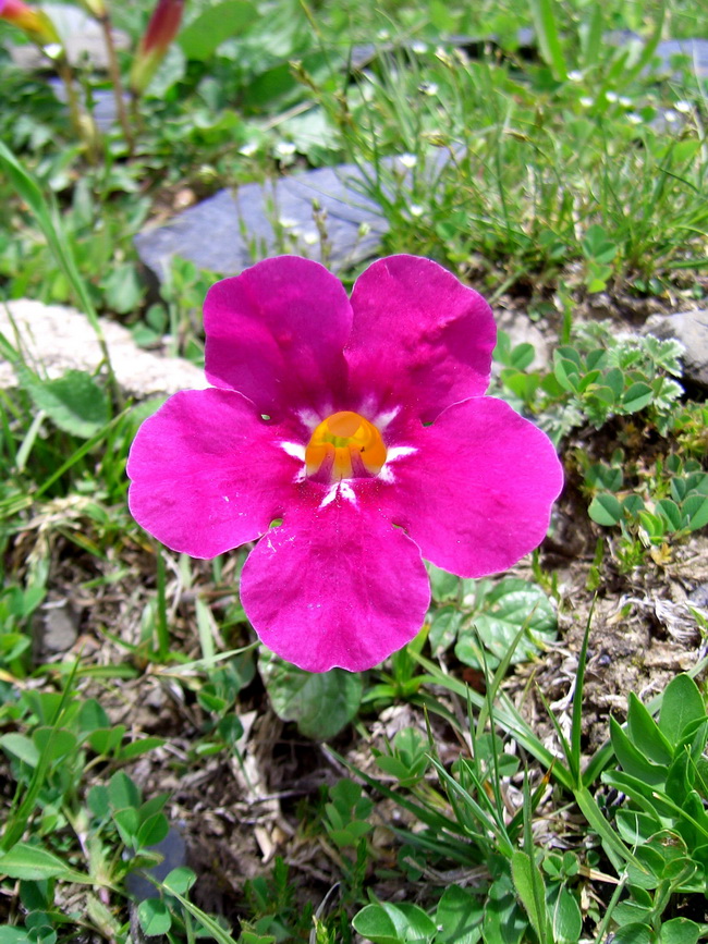 1 滇川角蒿_调整大小.jpg