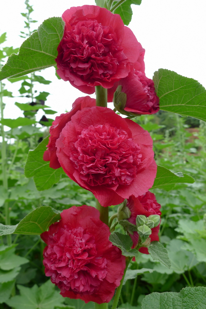 P1210074_调整大小.JPG