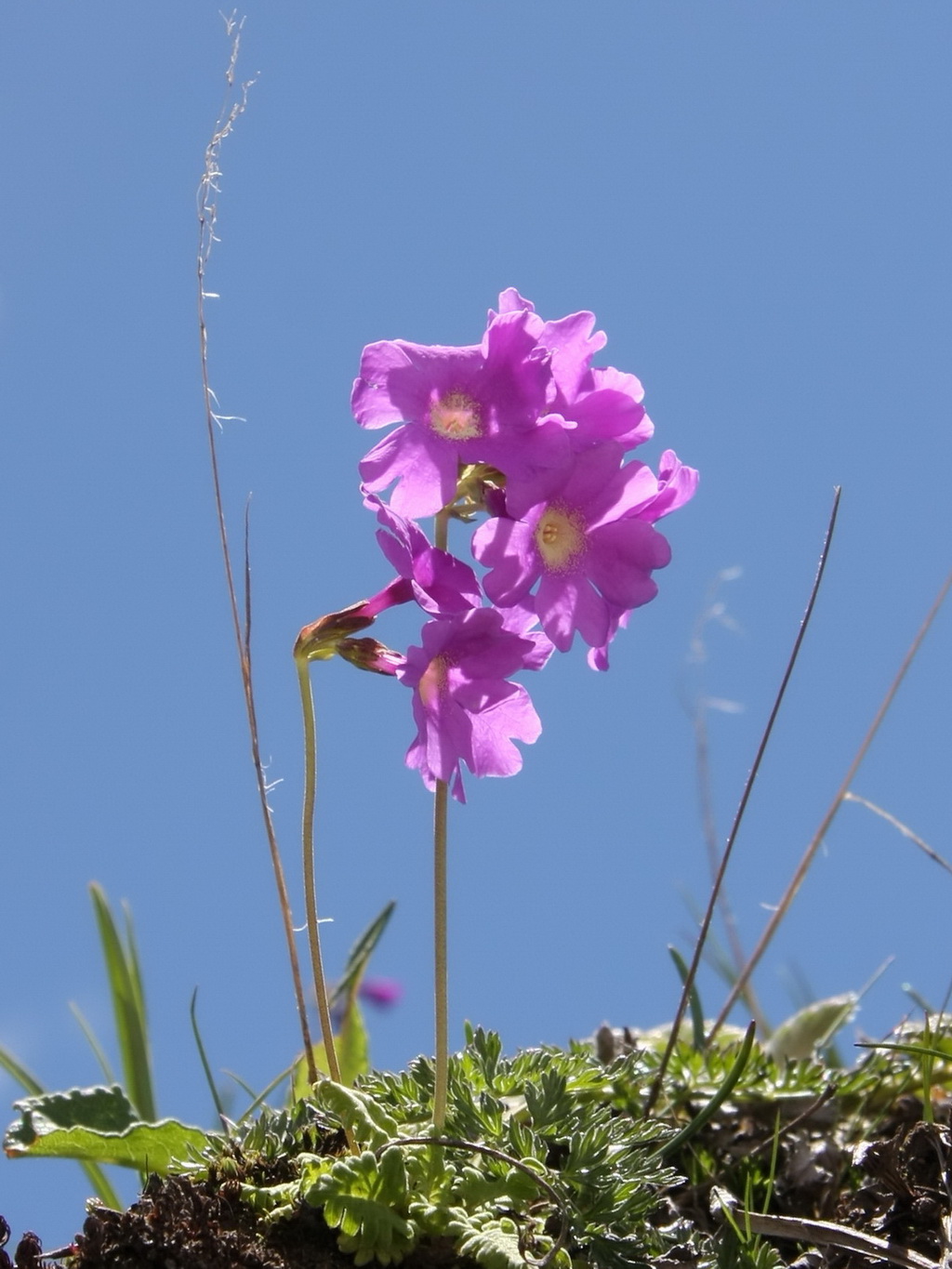 6 云南报春_调整大小.jpg