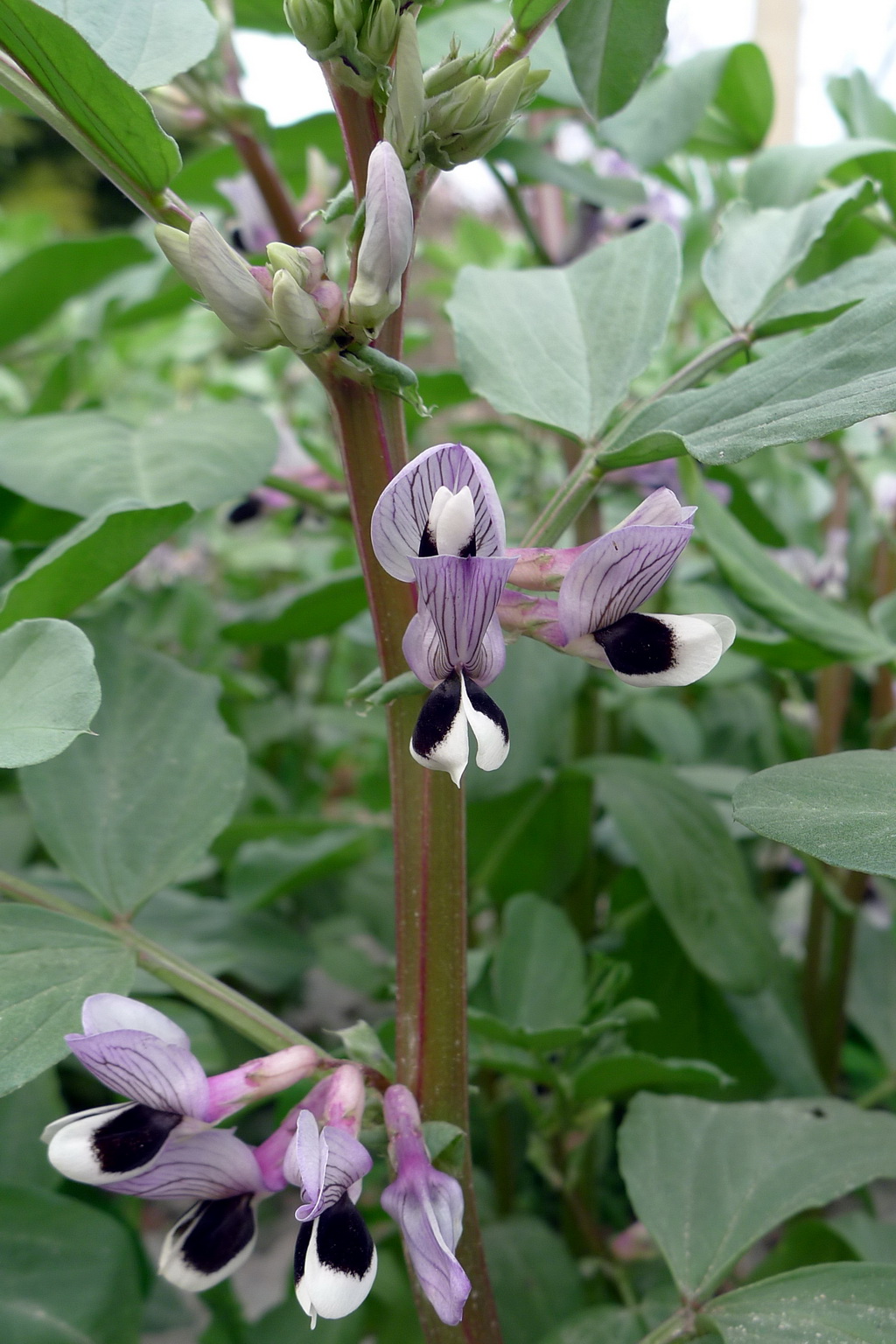 8 蚕豆花_调整大小.JPG