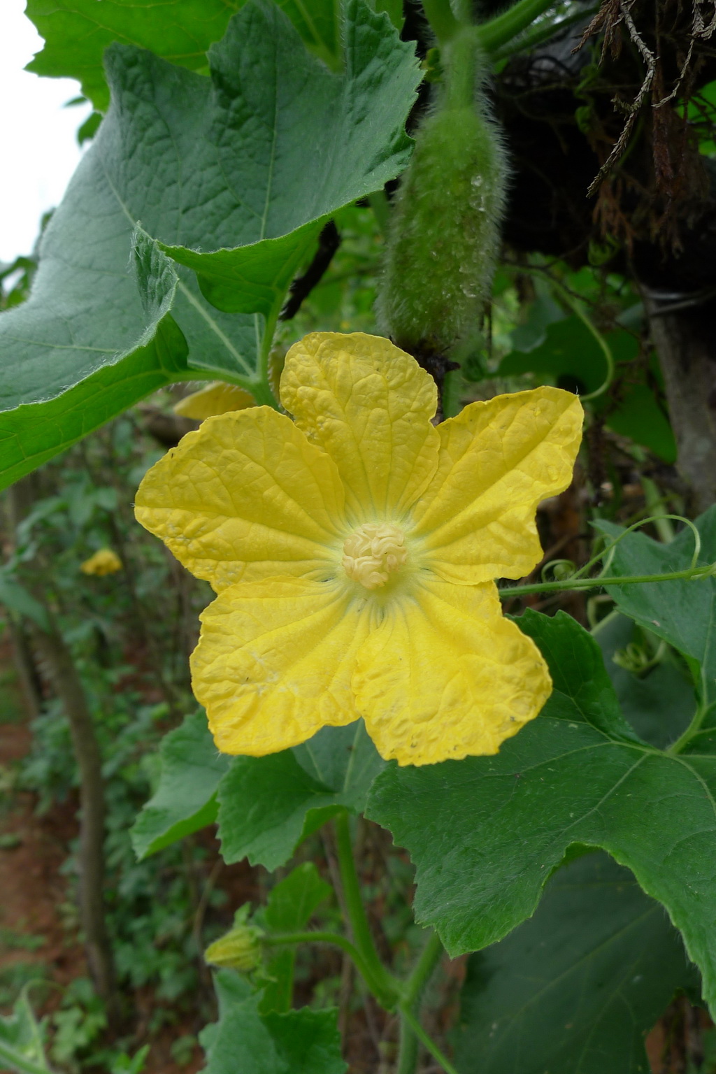 9 冬瓜花_调整大小.JPG