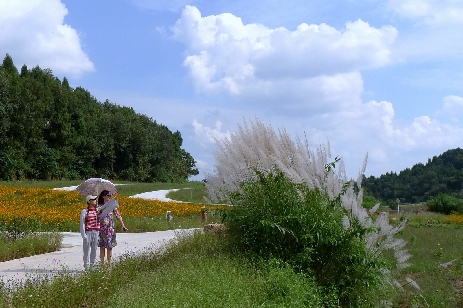 美丽的鲜花山谷 4_调整大小.JPG