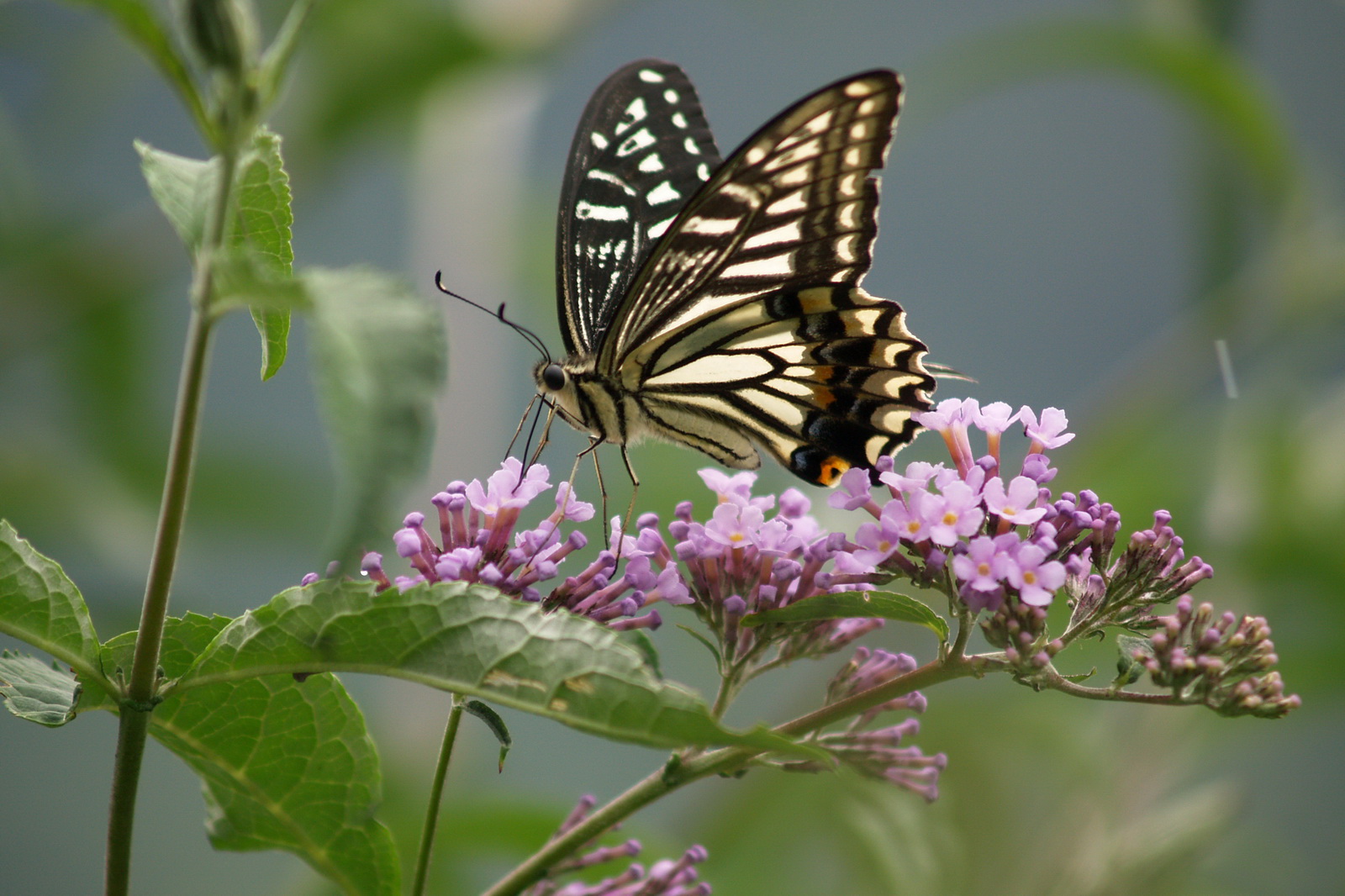 2 金凤蝶 _调整大小.jpg