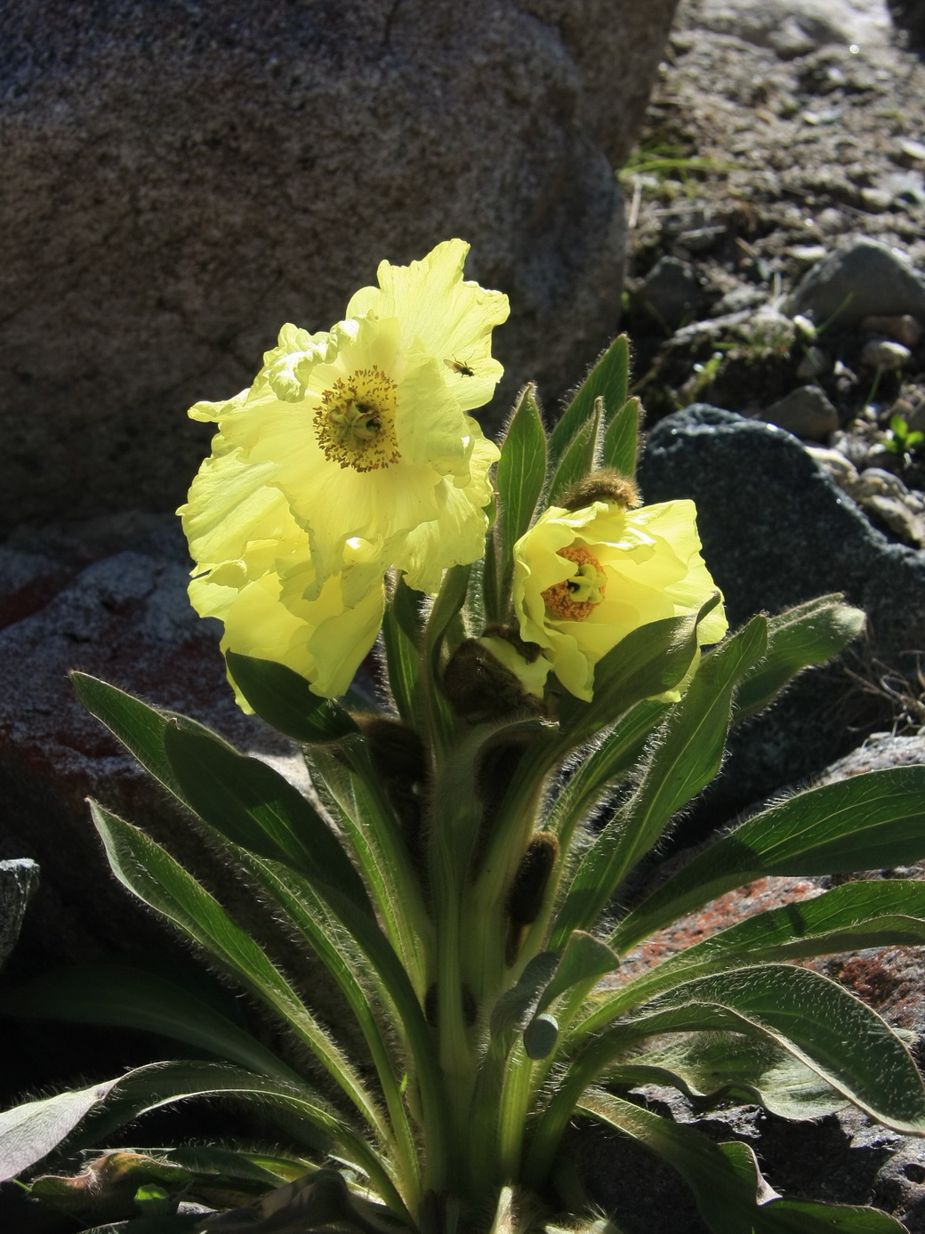 4 全缘叶绿绒蒿_调整大小.JPG