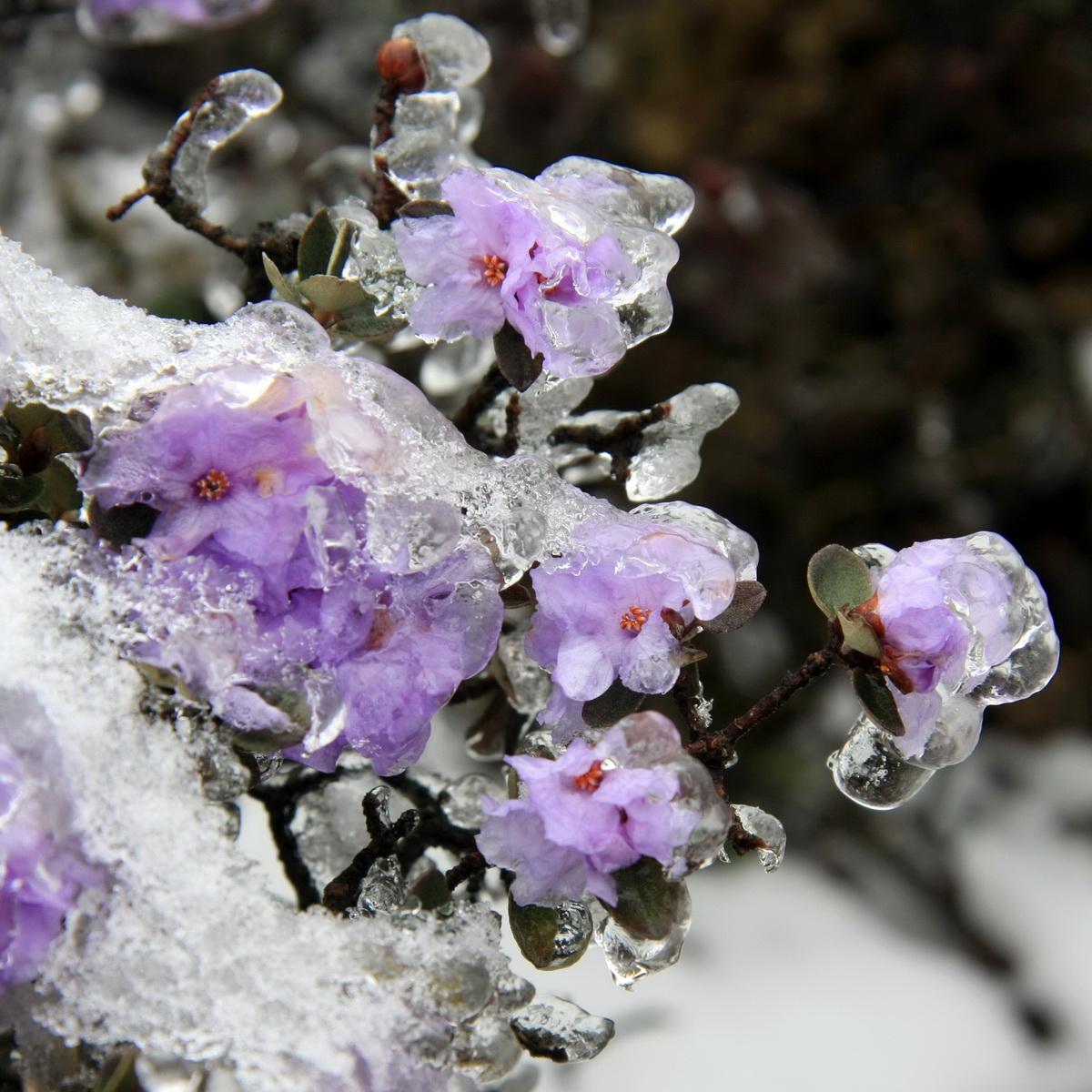 2 隐蕊杜鹃 (2)_调整大小.JPG