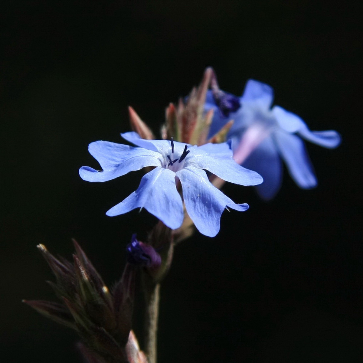1 岷江蓝雪花_调整大小.jpg