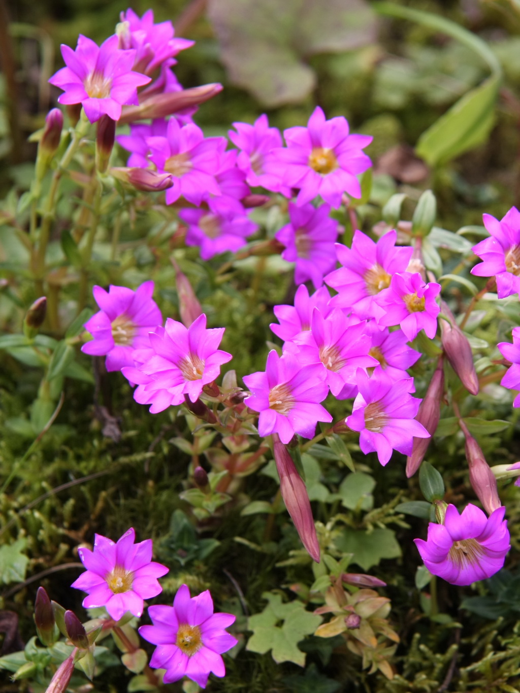 3 毛茎龙胆 _调整大小.jpg