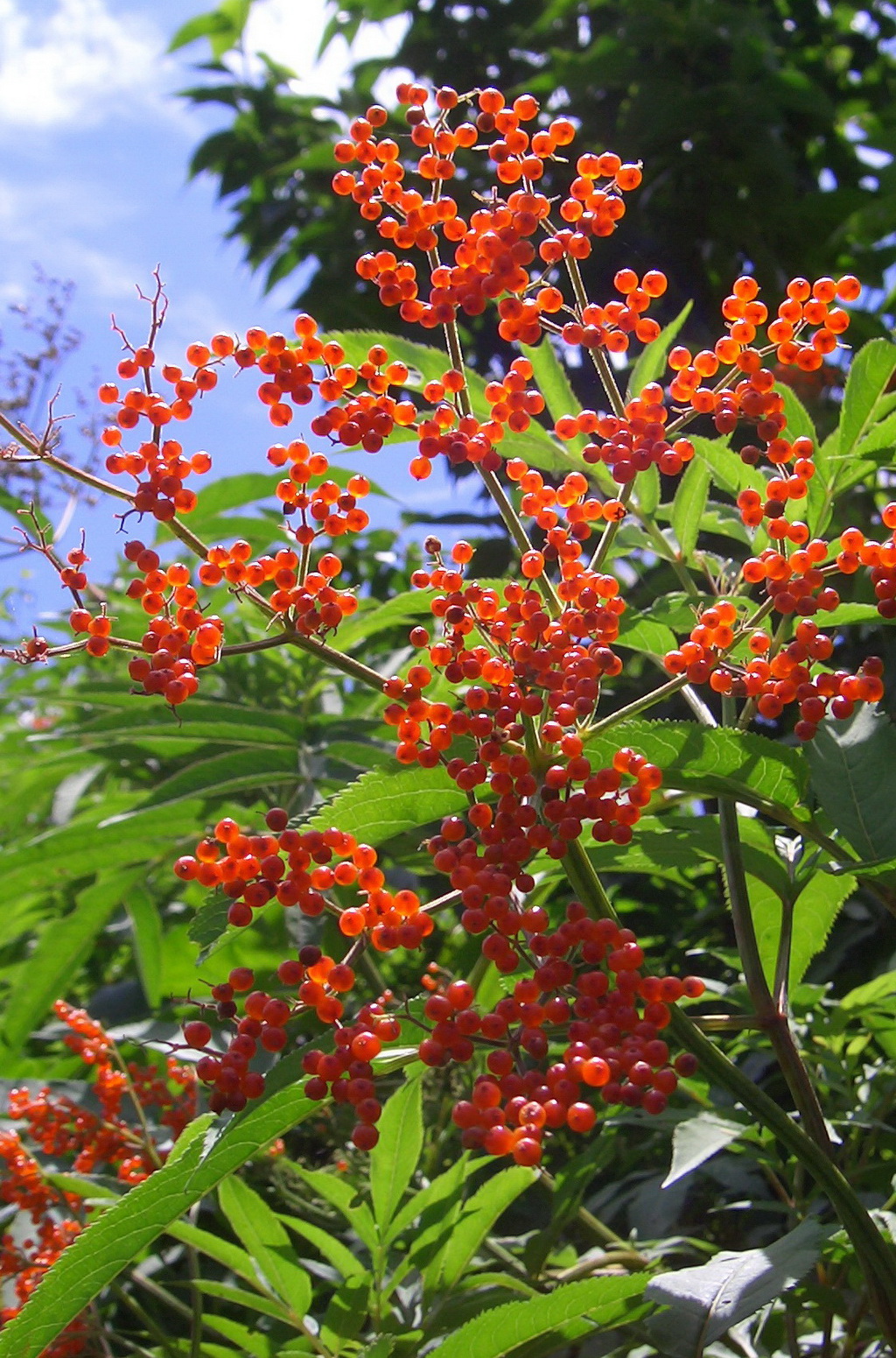 3 血满草 _调整大小.JPG