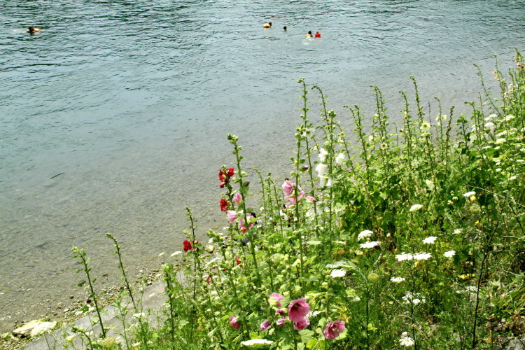 3 莱茵河畔（瑞士巴塞尔）的蜀葵花.jpg