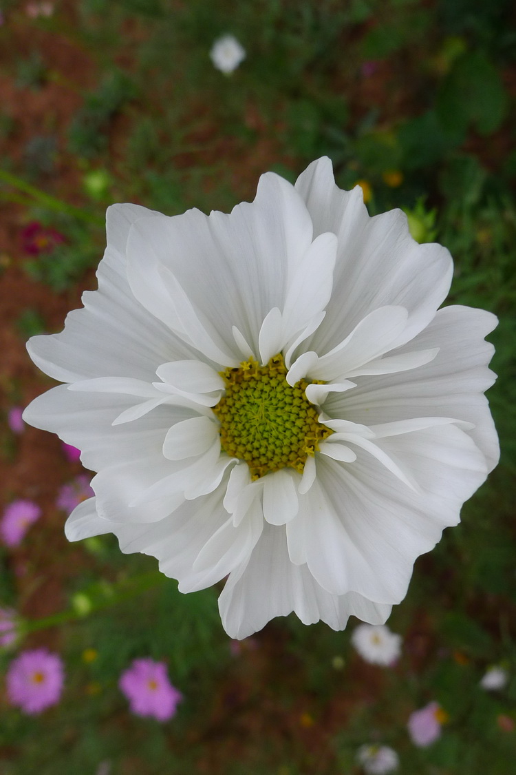 P2040443_调整大小.JPG