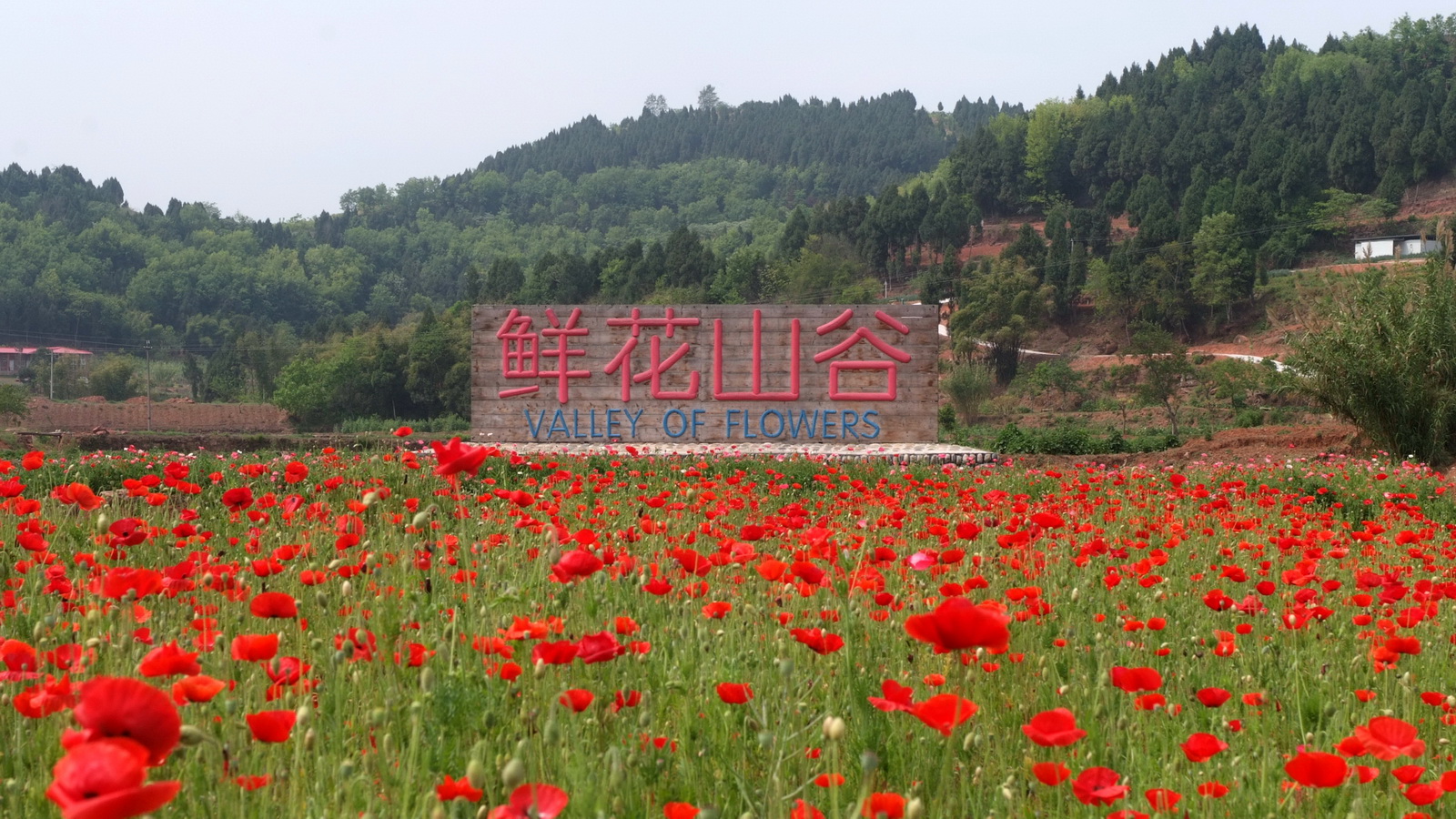 1 美丽的鲜花山谷_调整大小.JPG