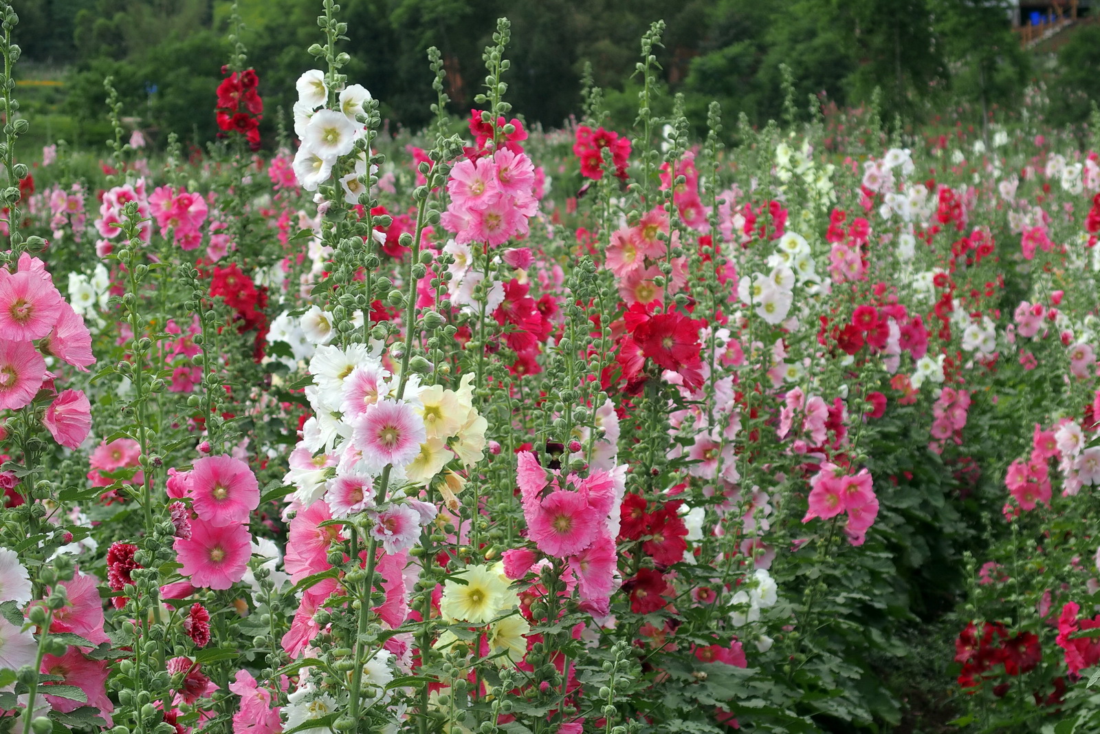 P5220078_调整大小.JPG