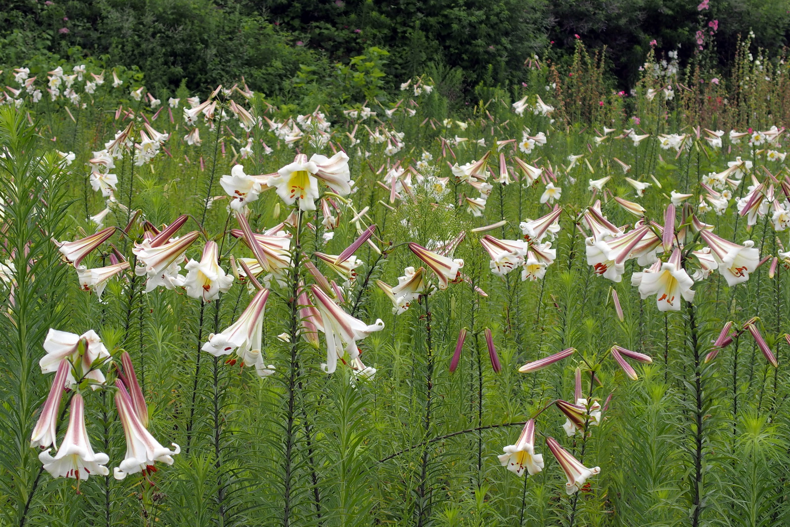 6.JPG